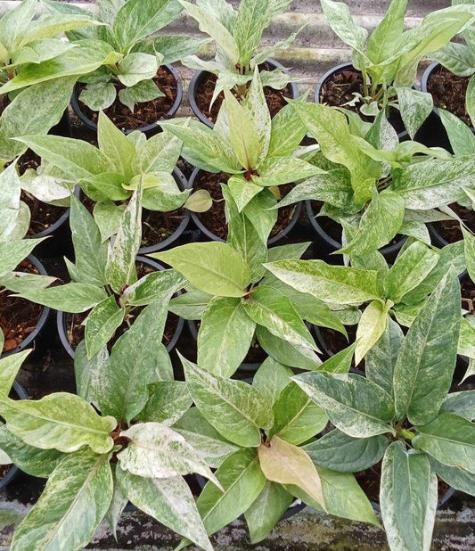 Alt text: Anthurium Renaissance Variegated Small (Birdsnest) displayed in pots, showcasing lush, diverse foliage and clustered inflorescence. Ideal for indoor or shaded outdoor cultivation.