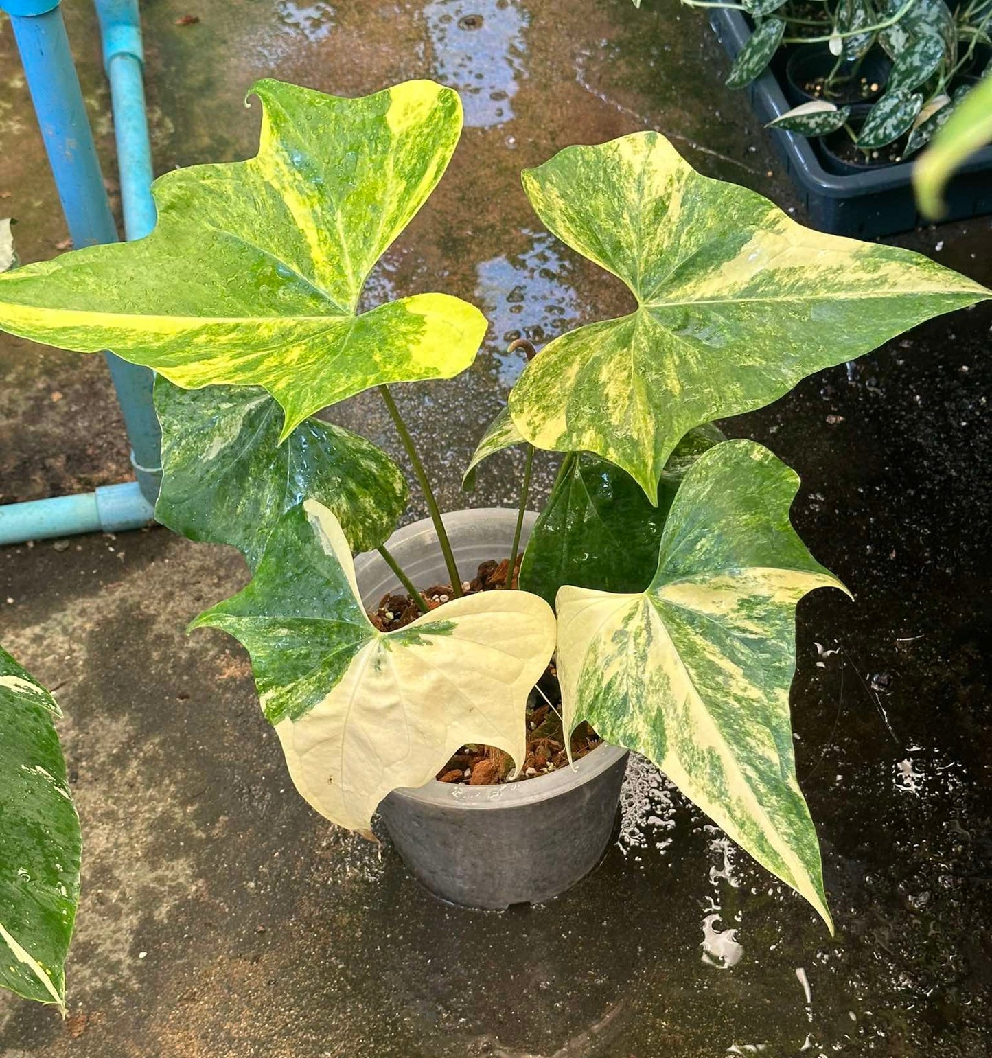 Variegated Anthurium Pterodactyl plant in a pot, showcasing green and yellow leaves, ideal for houseplant enthusiasts seeking unique aroids.