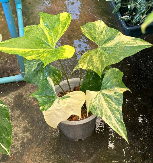 Variegated Anthurium Pterodactyl plant in a pot, showcasing green and yellow leaves, ideal for houseplant enthusiasts seeking unique aroids.