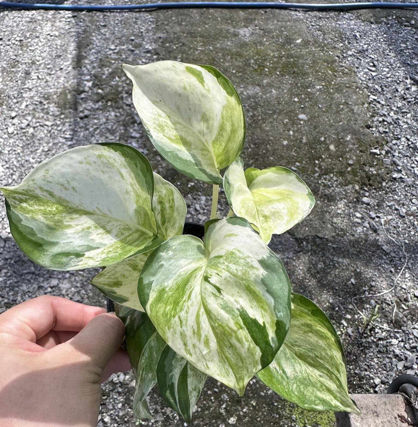 A hand holding an Epipremnum Aureum plant with green and white fenestrated leaves.