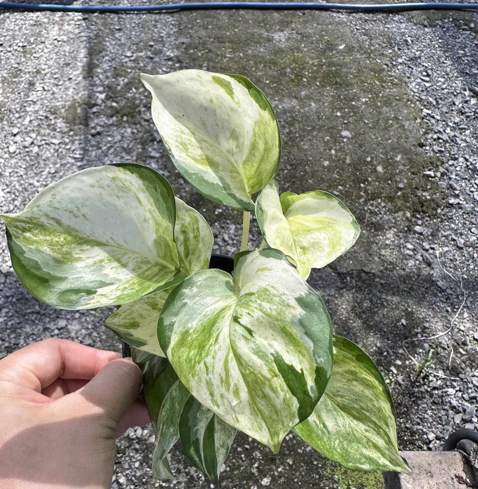 A hand holding an Epipremnum Aureum plant with green and white fenestrated leaves.