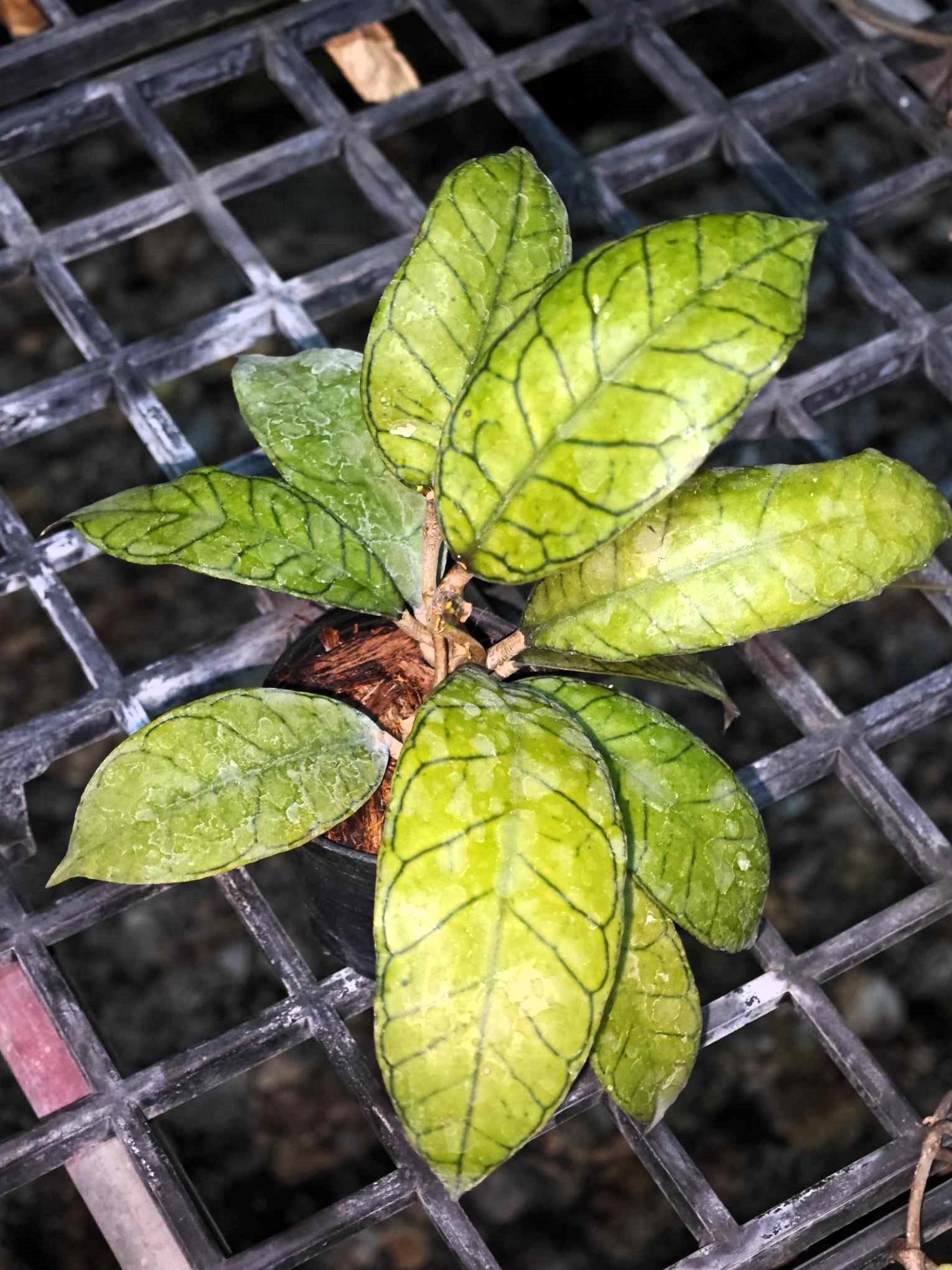 Hoya Gunung Gading plant in a pot, showcased with close-ups of its green leaves, highlighting its vibrant foliage.