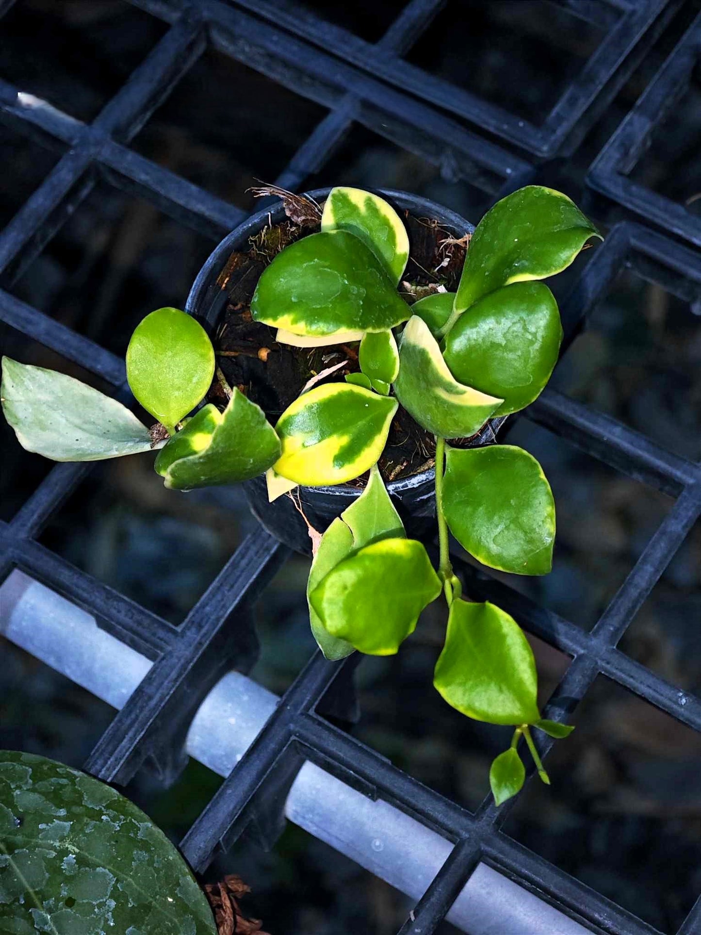 Potted Hoya Heuschkeliana Albomarginata with green leaves on a black surface, showcasing close-up details of the plant's vibrant foliage.