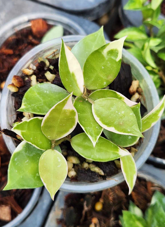 Alt text: Potted Hoya Lacunosa Albomarginata with green and white leaves.