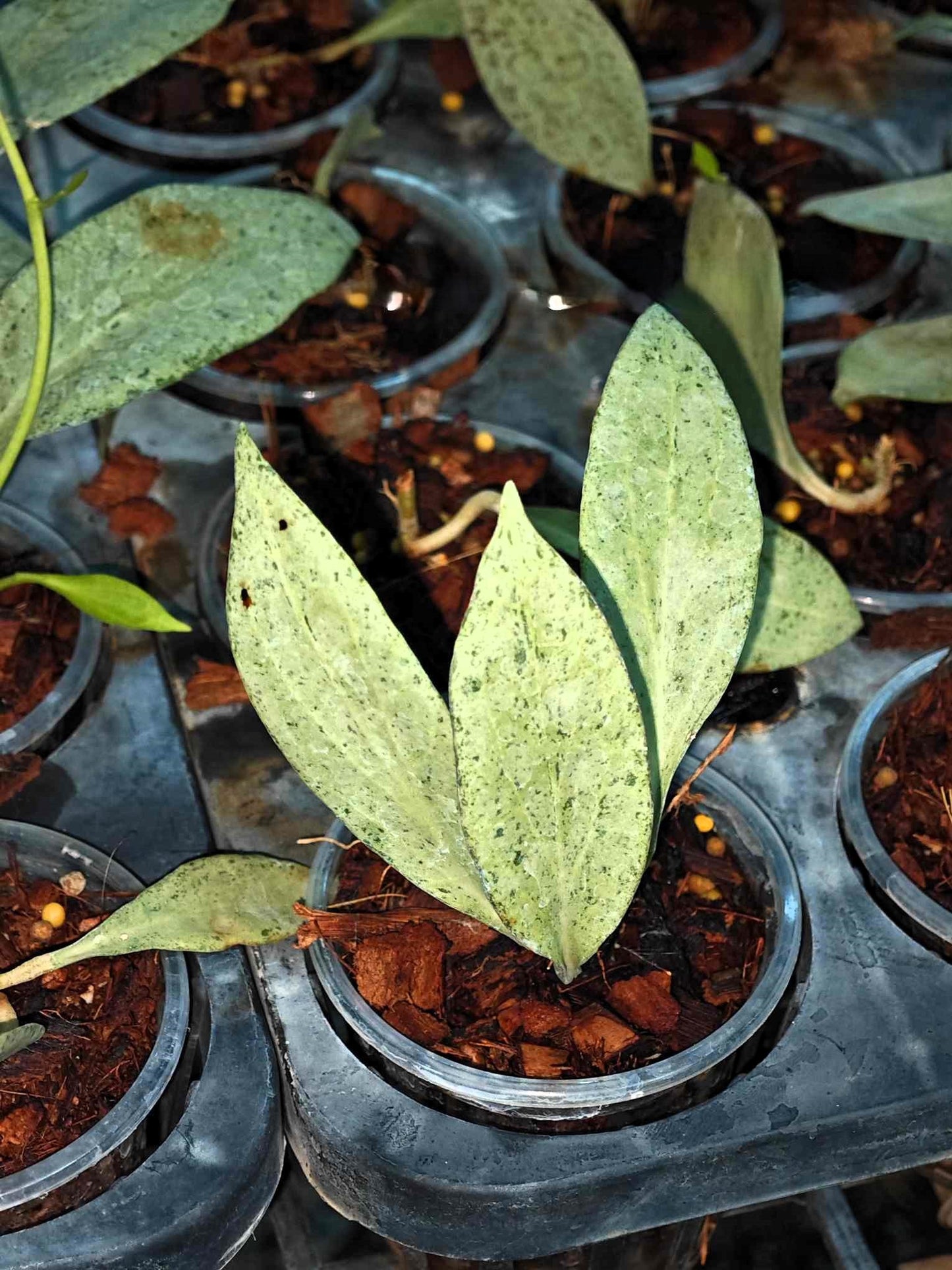 A group of Hoya New Guinea Ghost plants in plastic containers, showing close-up views of their green leaves and intricate leaf patterns.