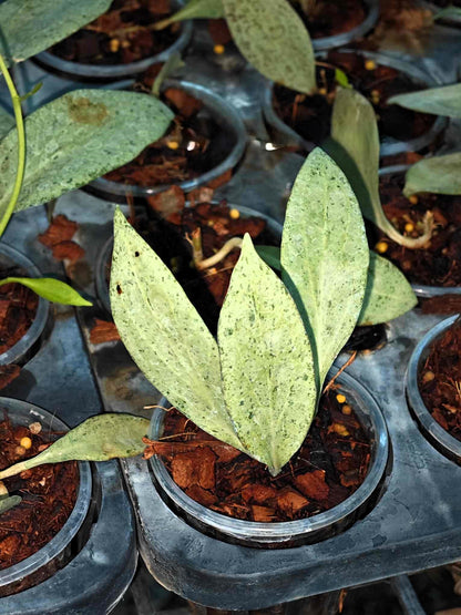 A group of Hoya New Guinea Ghost plants in plastic containers, showing close-up views of their green leaves and intricate leaf patterns.