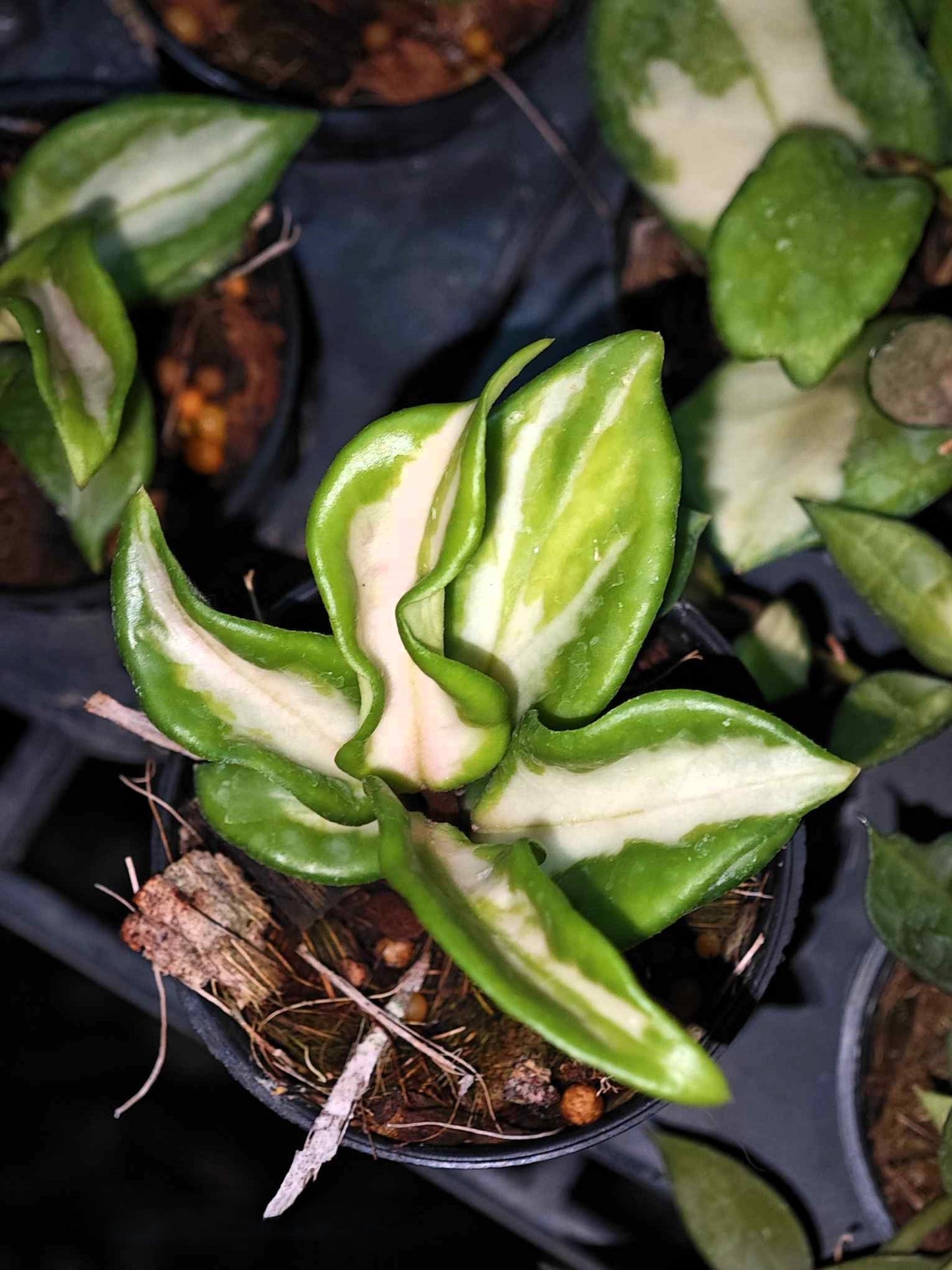 Alt text: Hoya Carnosa Brazil in a pot, showcasing lush green leaves, ideal as a houseplant.