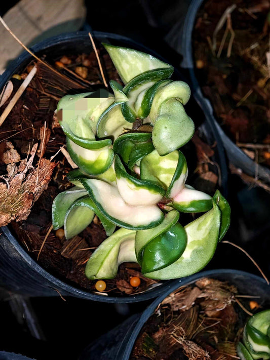 Alt text: Hoya Compacta Variegated plant in a pot, showcasing its compact, curled leaves.