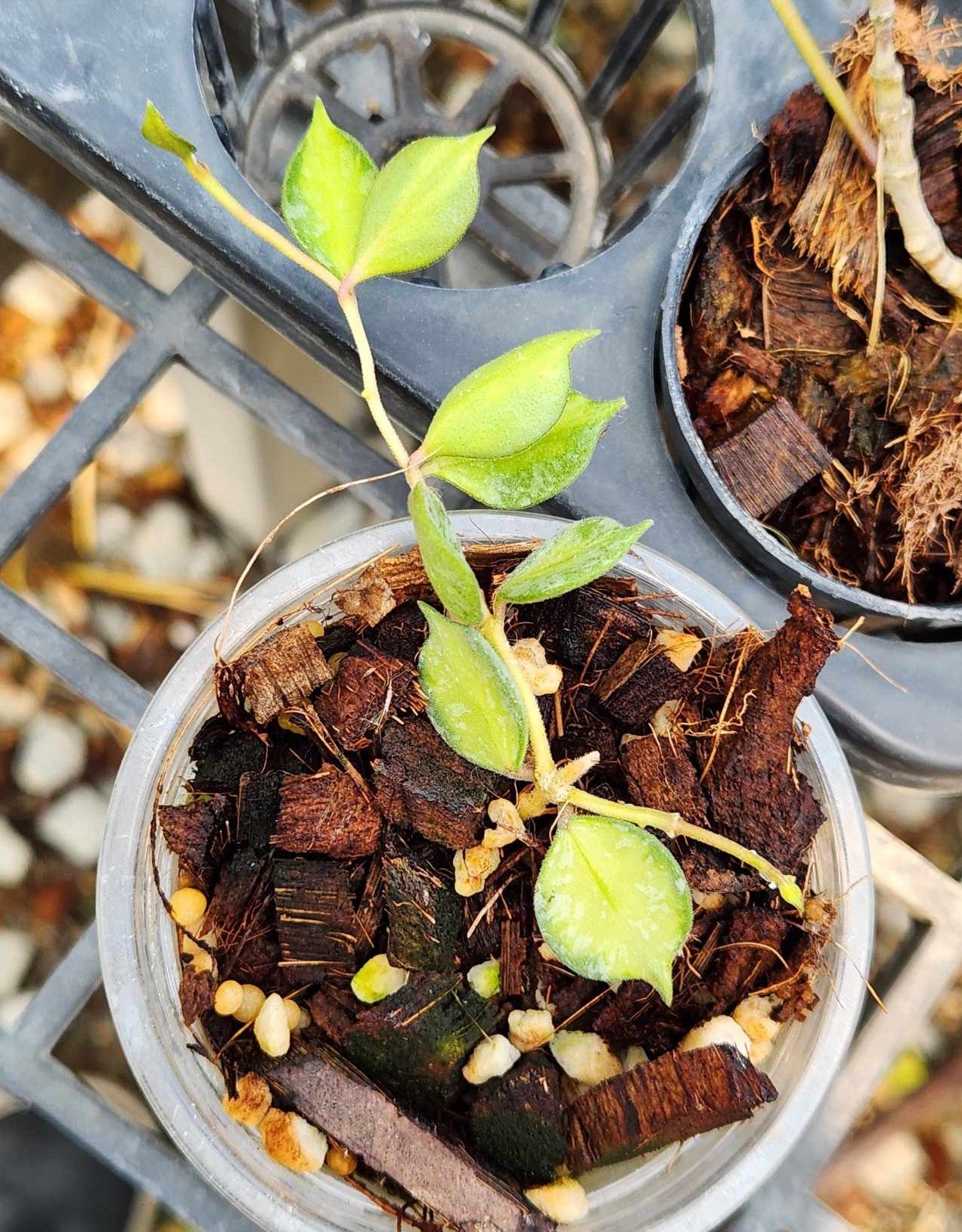 Alt text: Hoya Curtsii Variegated plant in a pot with close-up of its green variegated leaves.