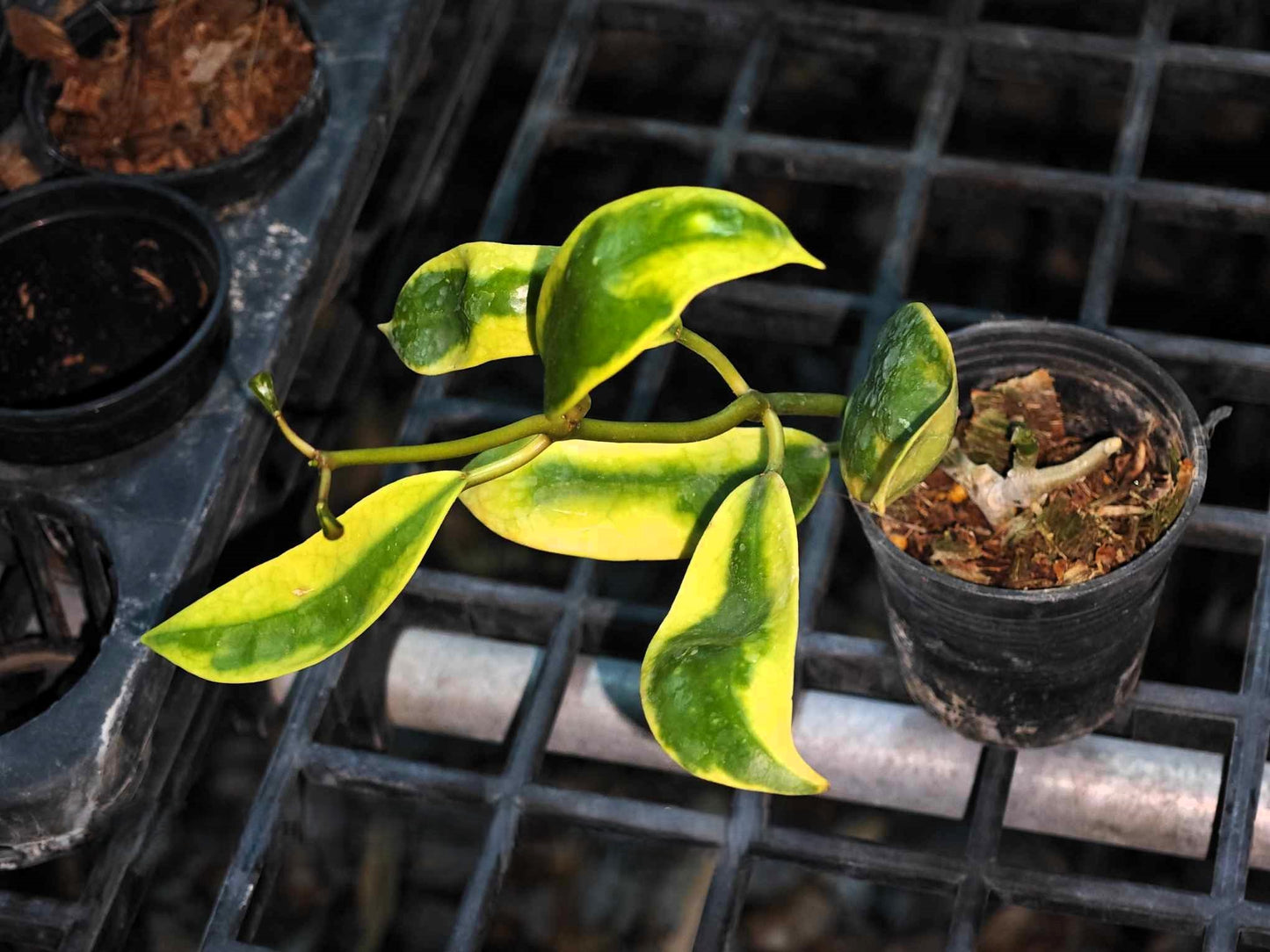 Hoya Diversifolia Albomarginata Yellow in a pot, showcasing green and yellow variegated leaves.