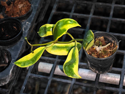Hoya Diversifolia Albomarginata Yellow in a pot, showcasing green and yellow variegated leaves.
