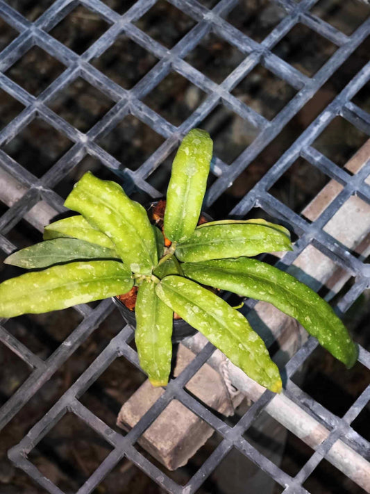 Hoya GPS 7950 plant in a pot placed on a metal grate, showcasing its lush green leaves.