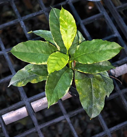 Close-up of Hoya Multiflora Albomarginata leaves on a metal grate, showcasing the plant's vibrant foliage.