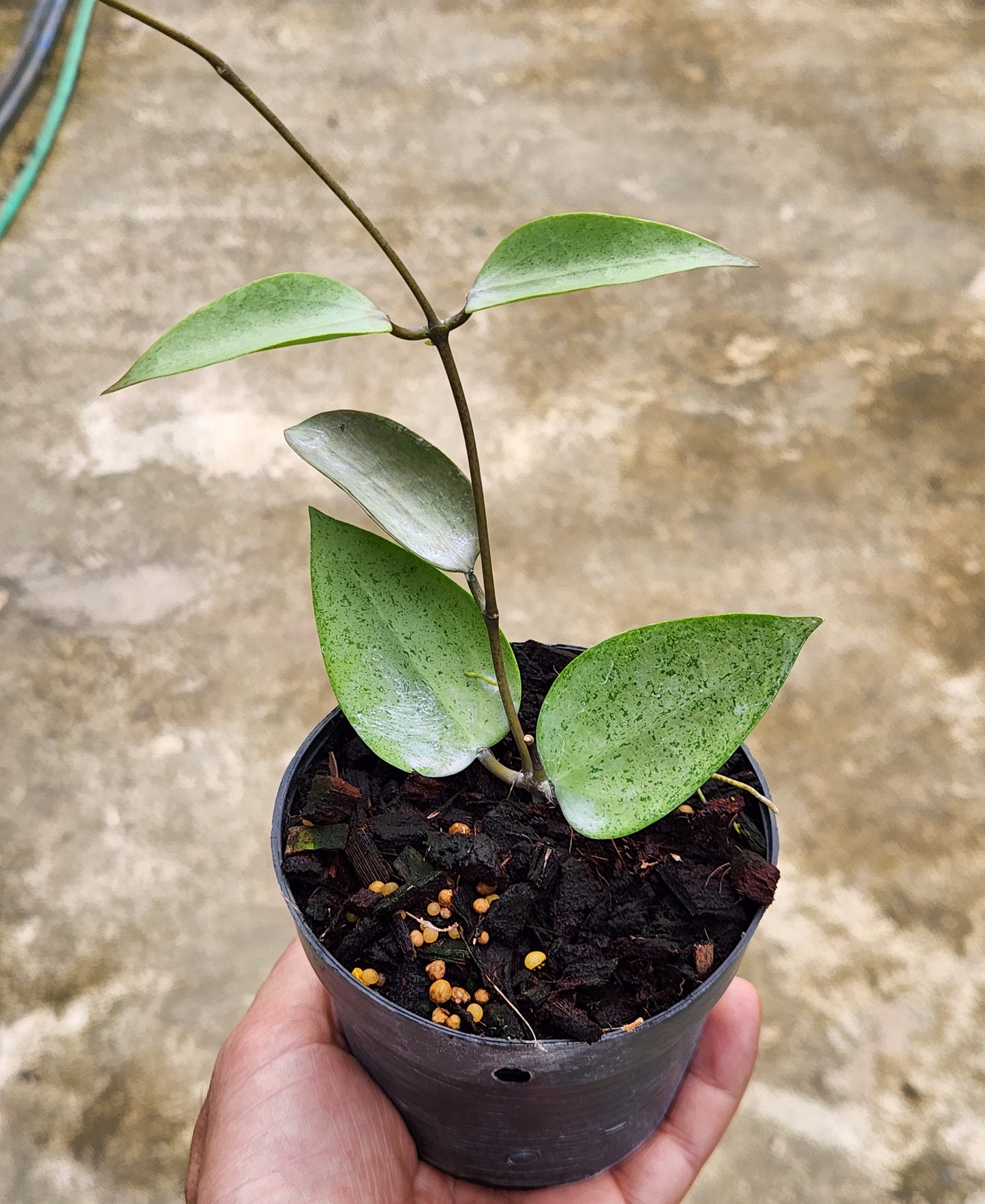 A hand holding a potted Hoya AH Aurora plant with visible leaves, showcased as a representative example of the plant size you can expect.