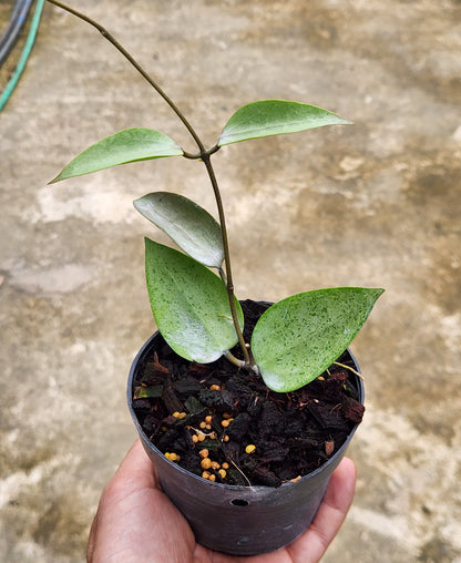 A hand holding a potted Hoya AH Aurora plant with visible leaves, showcased as a representative example of the plant size you can expect.