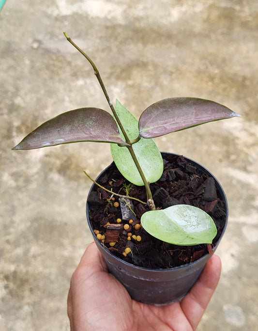 A hand holding a potted Hoya AH Aurora houseplant, showcasing the plant's lush leaves and healthy growth.