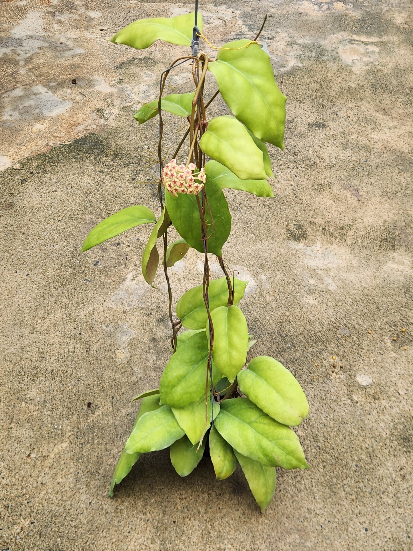 Hoya AH032 with lush green leaves, featuring a close-up of its intricate leaf structure. Part of a rare variegated aroid collection.