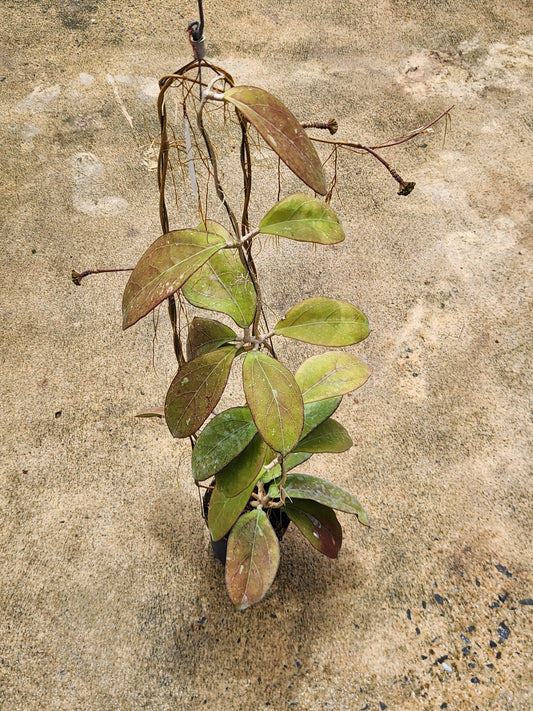 Close-up of Hoya AH041 plant with green leaves, showcasing its unique leaf patterns, part of a rare, variegated aroid collection.
