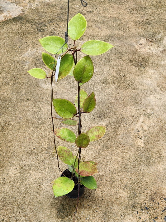Hoya AH053 plant in a pot, showcasing detailed close-ups of its leaves, part of a rare aroids collection.