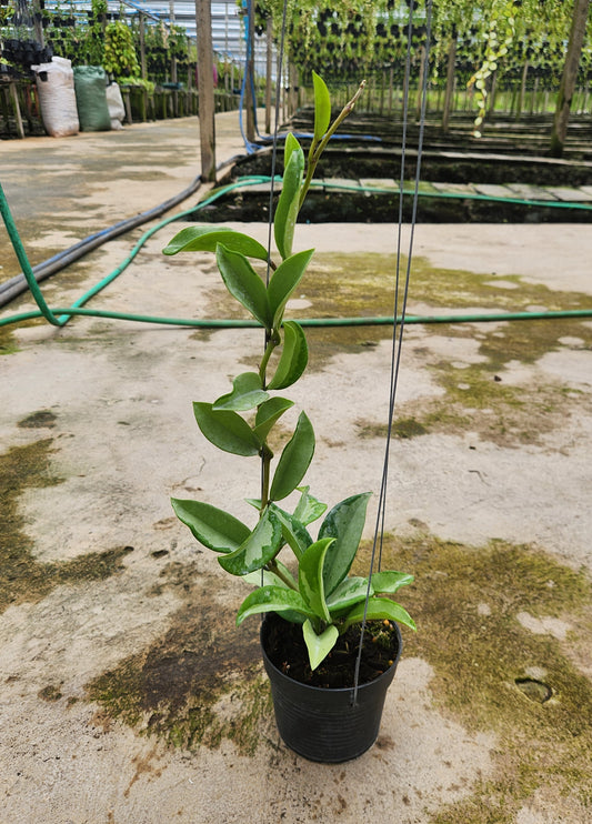 Alt text: Hoya AH074 Full Silver plant in a pot, showcasing lush, full leaves, suitable as a houseplant.