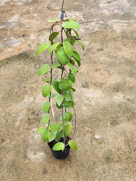 Hoya AH1013 plant in a pot with distinct green leaves, emphasizing its rare, variegated aroid characteristics.