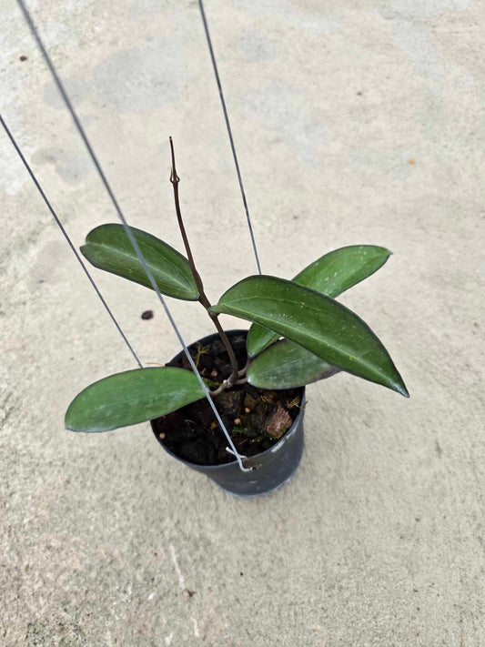 Hoya AH Black Baael plant in a pot, showcasing close-up views of its leaves, part of a rare, variegated aroid collection.