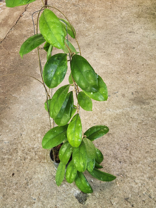 Hoya AH Cosmos plant in a pot, showcasing its lush, elongated leaves. Part of a rare collection of variegated aroids available.