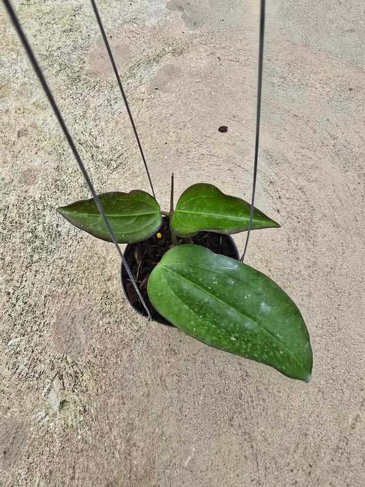 Hoya AH Mary Jane plant in a pot, featuring close-up views of its green leaves, part of a rare, variegated aroid collection.
