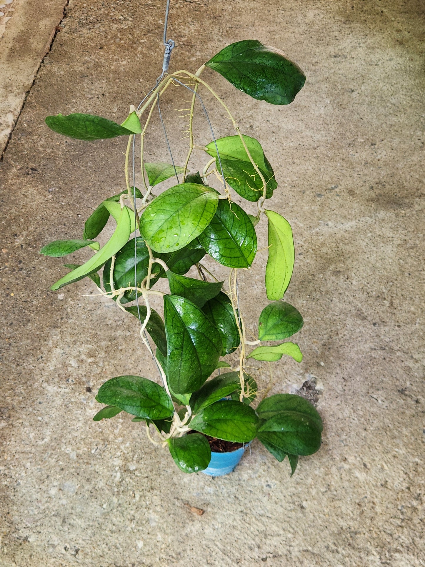 Hoya AH Poppy Night plant in a pot, featuring long stems and multiple close-up views of its distinctive leaves.