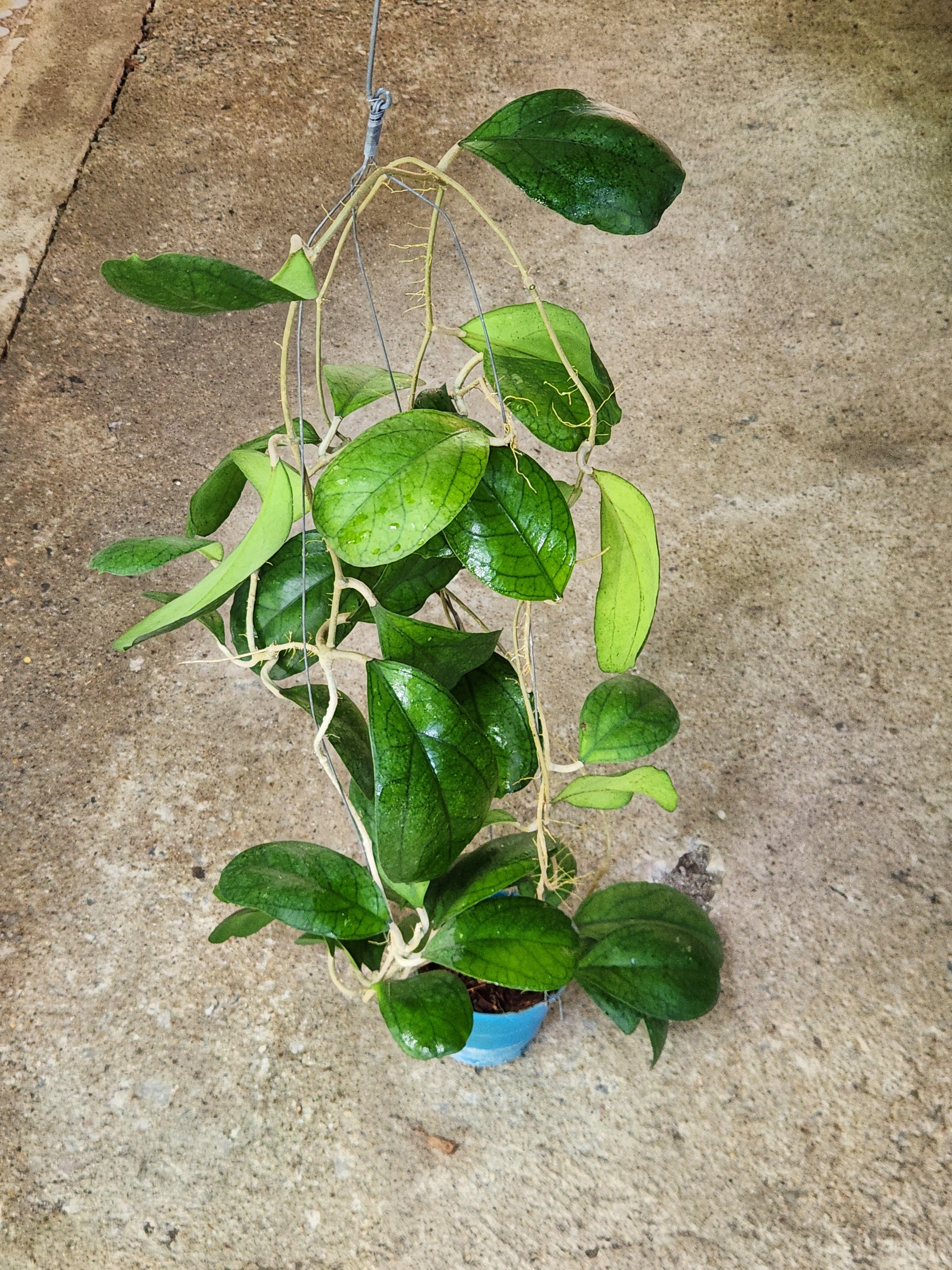 Hoya AH Poppy Night plant in a pot, featuring long stems and multiple close-up views of its distinctive leaves.
