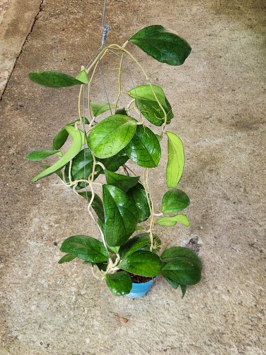 Hoya AH Poppy Night plant in a pot, featuring long stems and multiple close-up views of its distinctive leaves.
