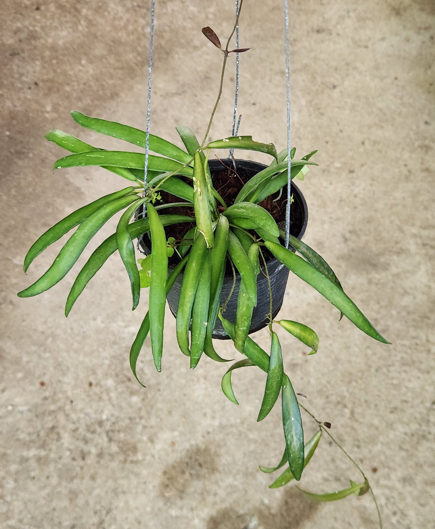 Hoya AH Sandee plant in a pot, showcasing lush, trailing leaves typical of rare variegated aroids, part of a diverse houseplant collection.