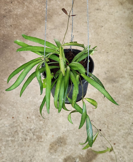 Hoya AH Sandee plant in a pot, showcasing lush, trailing leaves typical of rare variegated aroids, part of a diverse houseplant collection.