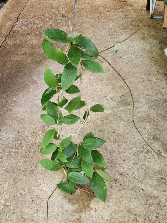 Hoya AH Seaweed plant growing outdoors with detailed close-up views of its lush leaves.