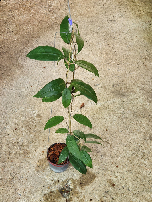 Hoya AH Slim plant in a pot, showcasing its distinct variegated leaves, ideal for collectors of rare aroids.