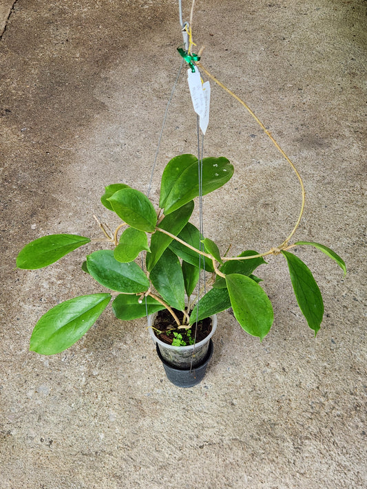 Hoya AH Yellow Virgin plant in a decorative pot, featuring lush, variegated leaves. Perfect for collectors of rare aroids.