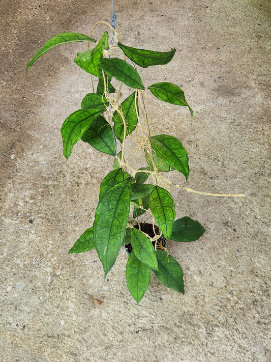 Hoya AH Zeno plant with distinct green leaves emerging through ground, showcasing rare foliage for collectors seeking variegated aroids. Message for pricelist.
