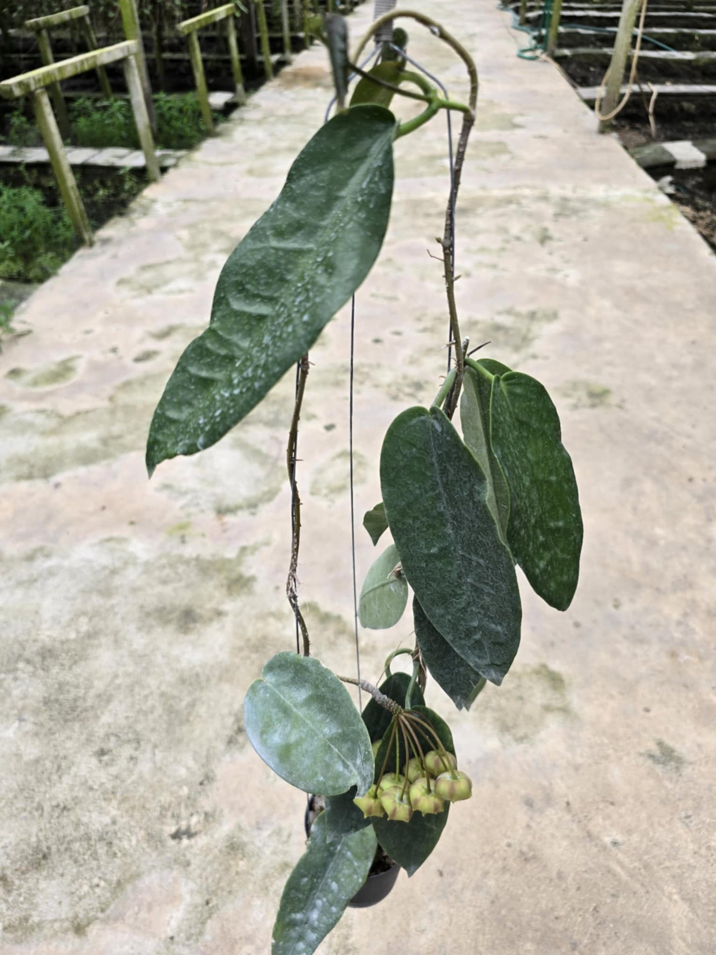 Hoya Archboldiana 'YM excellent' plant with distinct large green leaves and visible fruit clusters, set against a concrete walkway background.