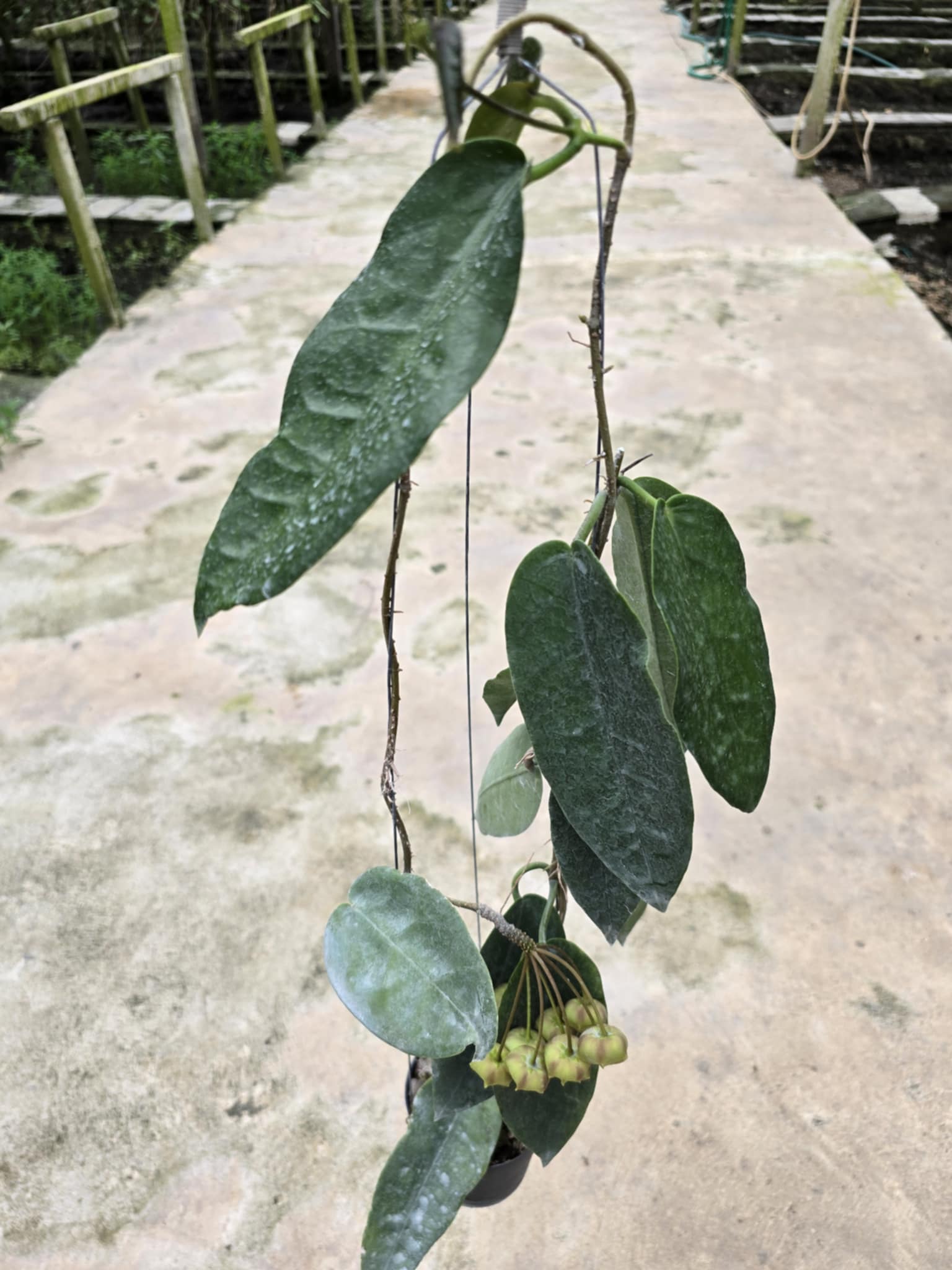 Hoya Archboldiana 'YM excellent' plant with distinct large green leaves and visible fruit clusters, set against a concrete walkway background.