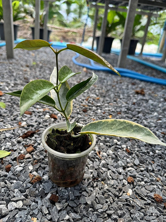 Variegated Hoya Archbolidana plant in a plastic pot, showcasing its unique leaf patterns, perfect for rare aroid enthusiasts seeking distinctive houseplants.
