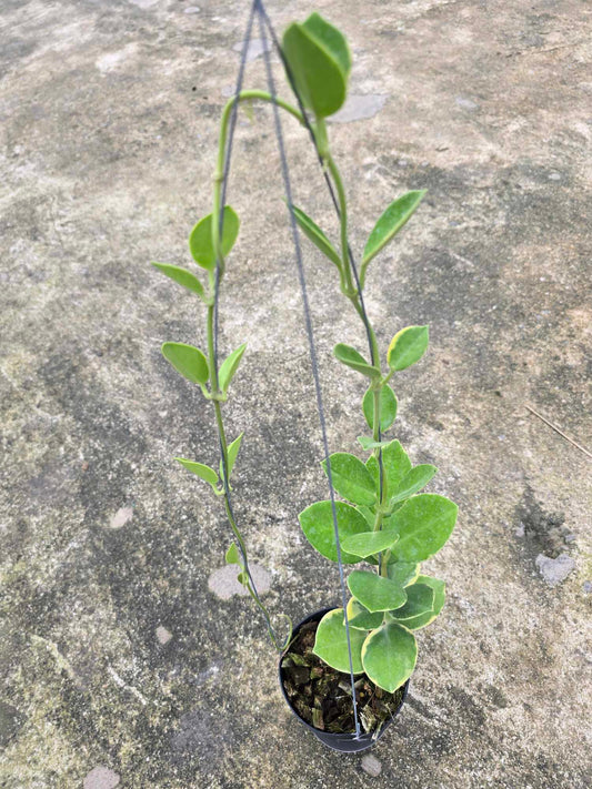 Alt text: Hoya Australis Albomarginata in a pot, showcasing a close-up of its green leaves with white margins.