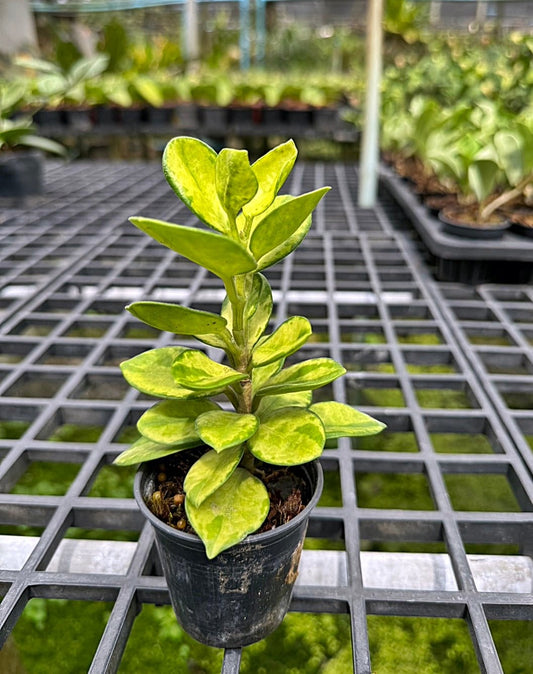 Hoya Australis Variegated in a pot, showcasing lush, variegated leaves. Ideal for plant enthusiasts seeking rare houseplants.