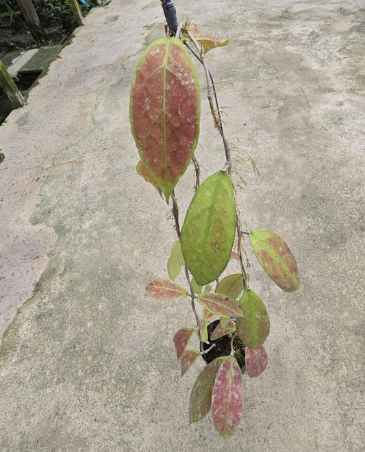Hoya Bahoi plant with lush leaves growing on a concrete surface, showcasing intricate leaf details, part of a rare aroids collection.