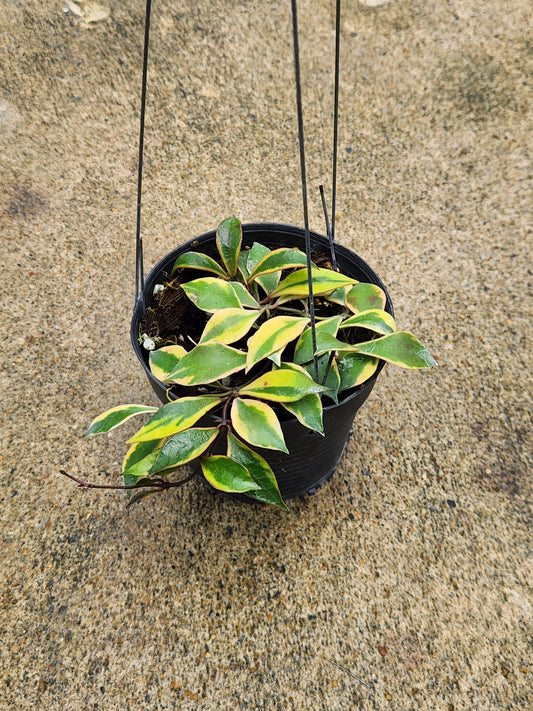 Variegated Hoya Bakoensis plant in a decorative pot, showcasing distinctive leaf patterns, ideal for rare houseplant collectors.
