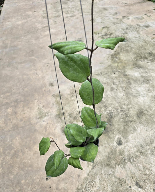 Hoya Balaensis plant with distinctive leaves hanging from strings, highlighting its unique aroid features suitable for rare plant enthusiasts.