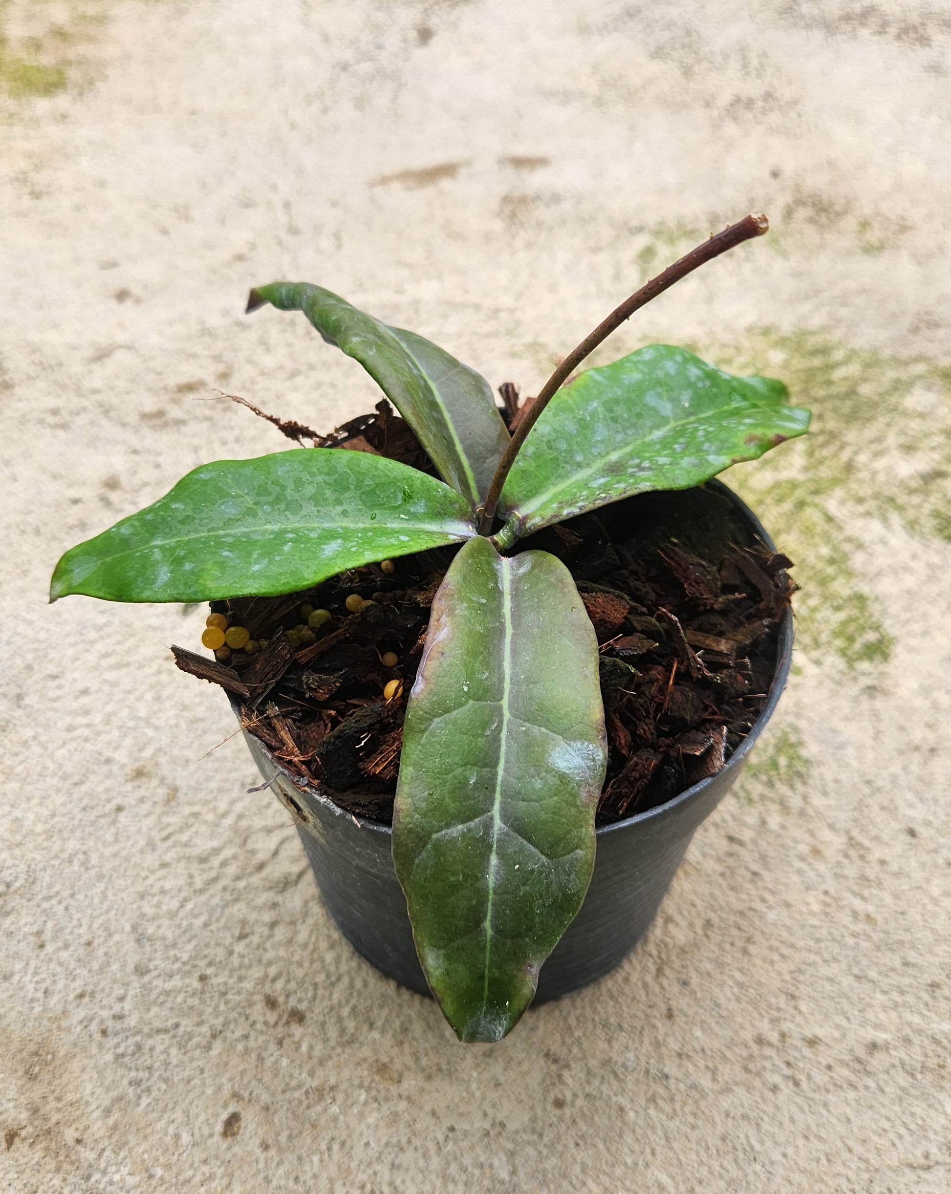 Hoya Butokensis in a pot, featuring close-up views of its lush green leaves and sturdy plant stem, showcasing typical plant size.