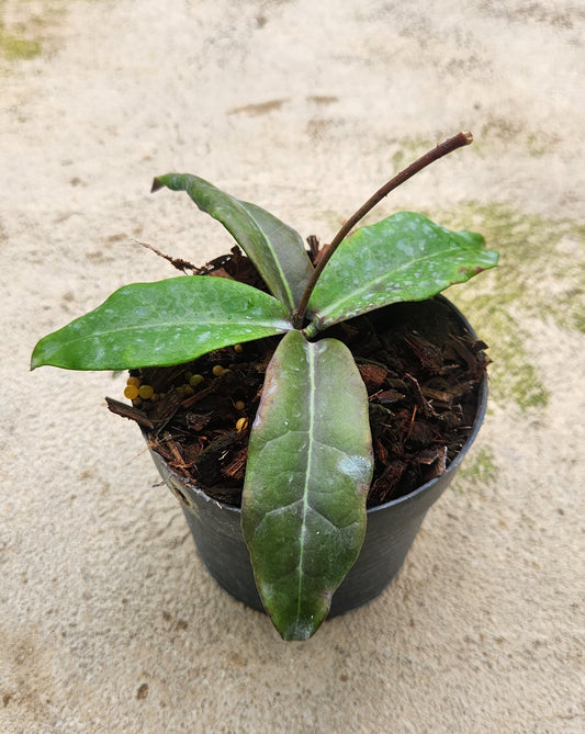 Hoya Butokensis in a pot, featuring close-up views of its lush green leaves and sturdy plant stem, showcasing typical plant size.