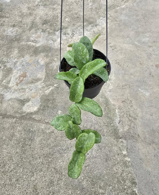 Hoya Carnosa Grey Ghost displayed in a pot, showcasing its distinctive variegated leaves.