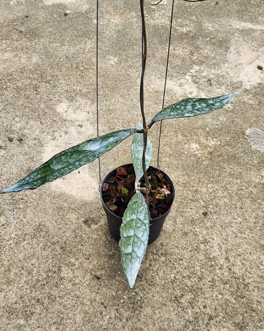 Alt text: Hoya Clemensorium Black Splash plant in a pot, featuring detailed leaves, representative of the size you will receive.