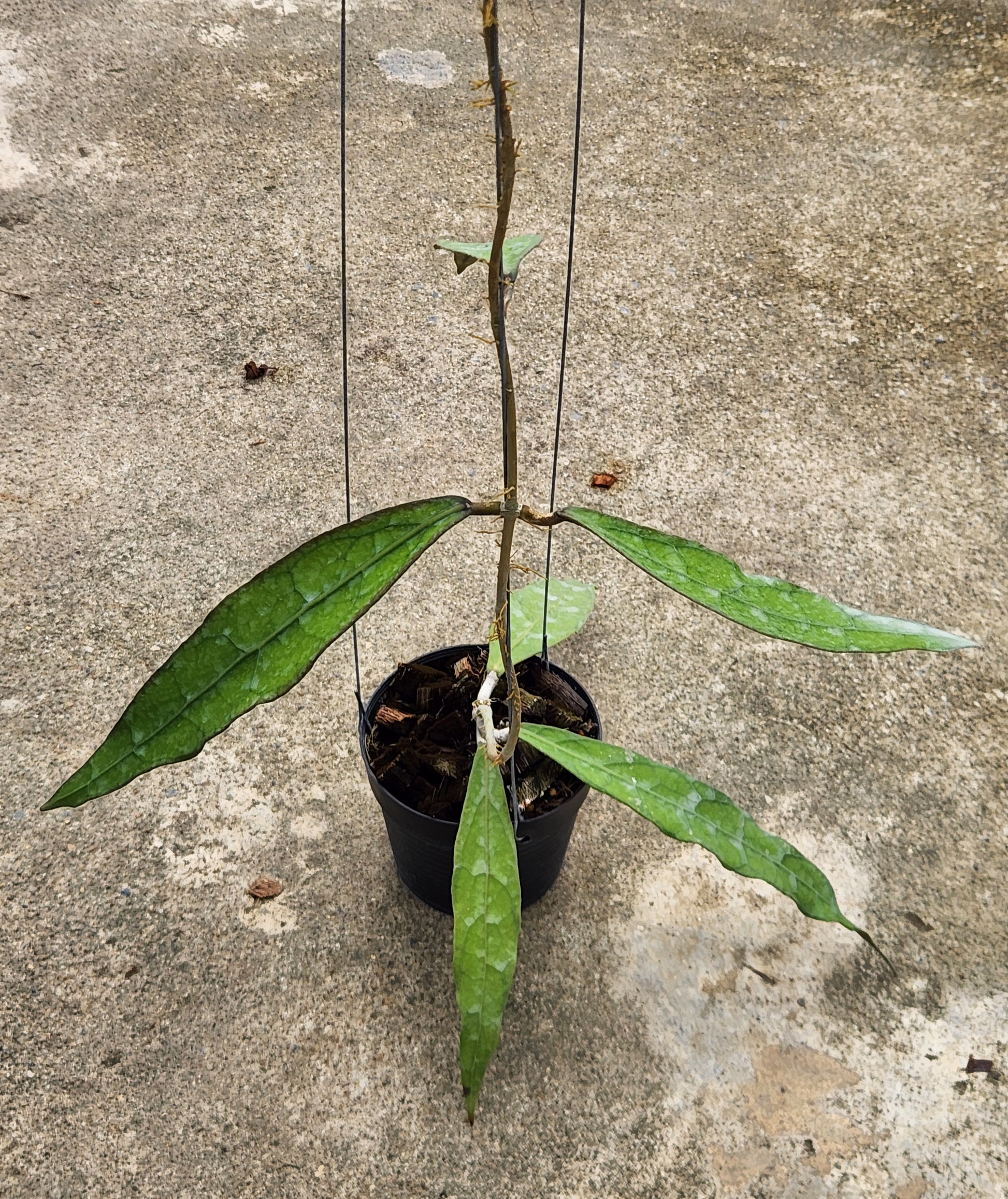 Hoya Clemensorium Long Leaf in a pot with close-up views of its green leaves.